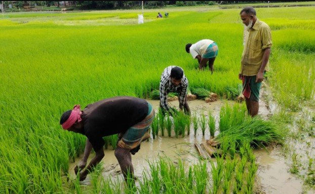 বন্যায় নষ্ট হয় না ৮০ দিনে ফলন